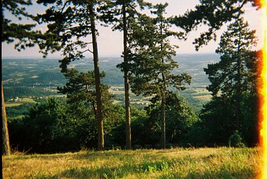 A sunlit forest overlooking a valley with a warm light leak